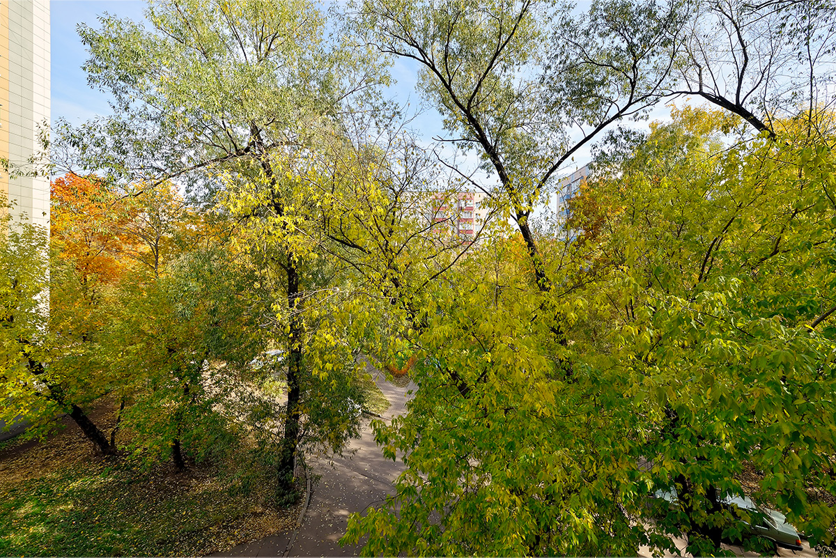 фото вид из окна на деревья