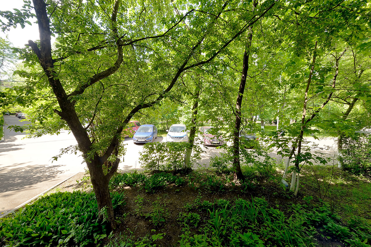 фото вид из окна на деревья