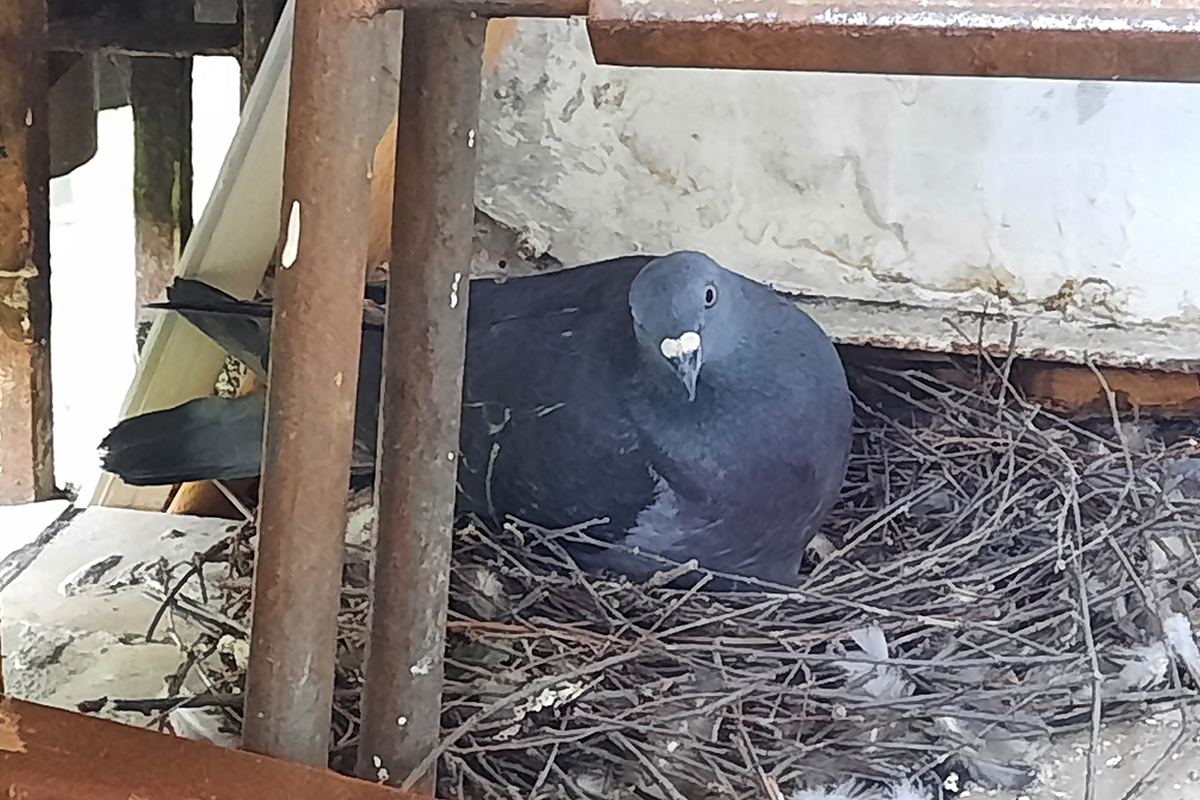 гнездо голубя с птицей