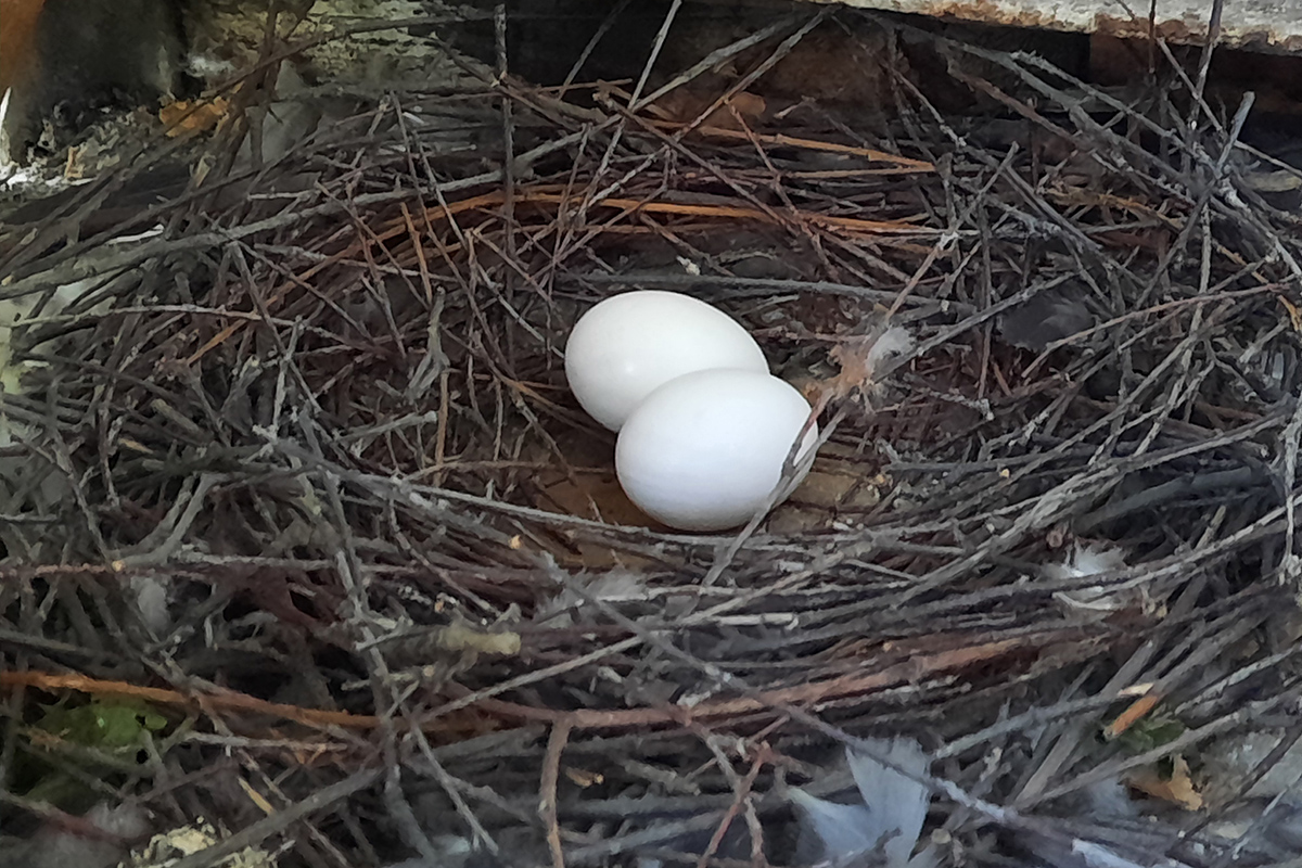 яйца в гнезде голубя